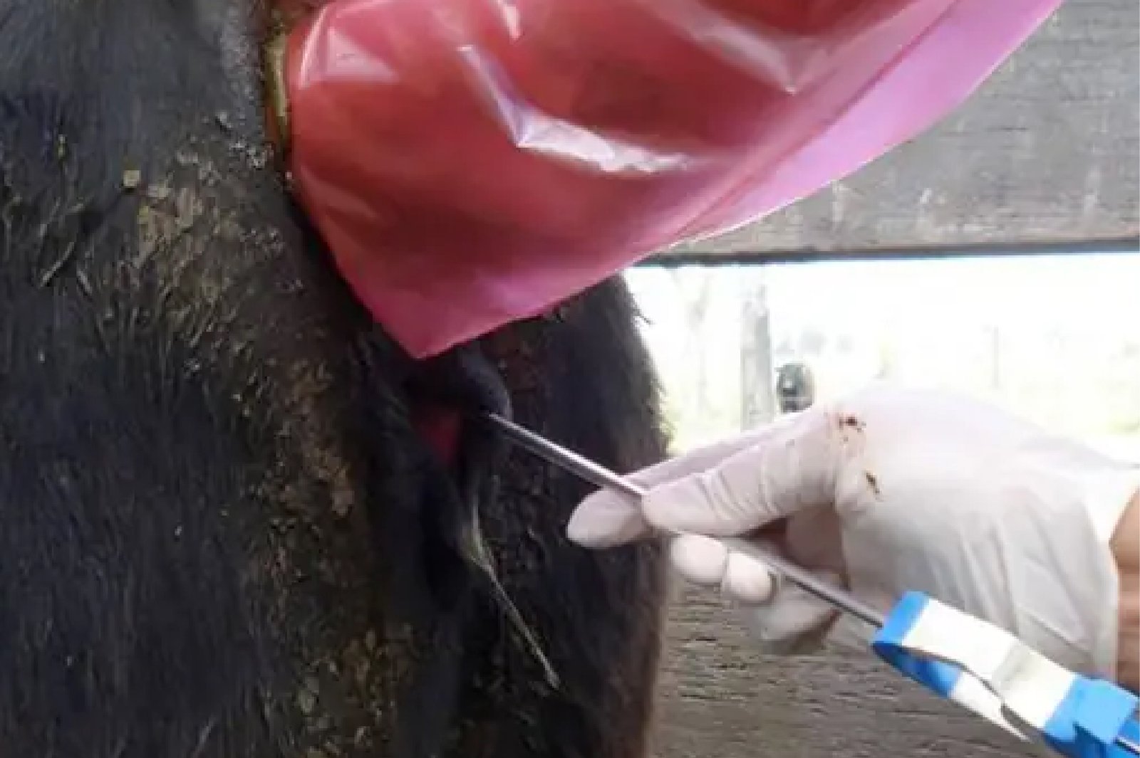 Evaluación y Congelación de Semen