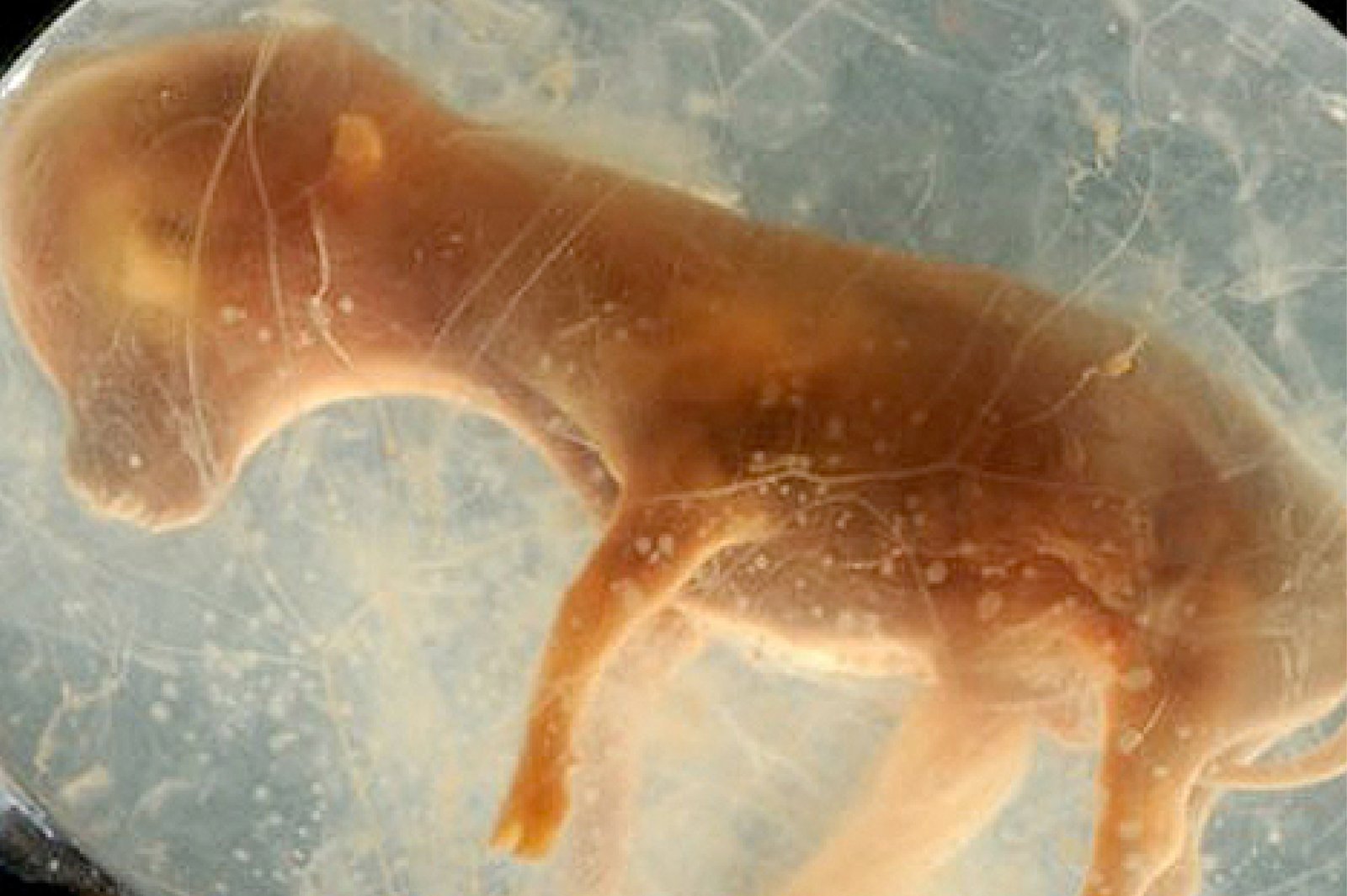 Palpación, Inseminación y Ultrasonografía